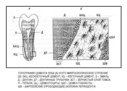 fogat cement - Encyclopedia of Dentistry (cement) fogat cement - fogászat enciklopédia