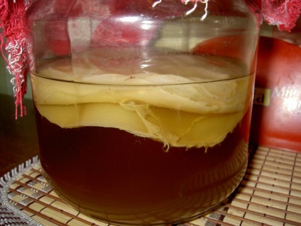 Kombucha - fotók (Tea medúza van) Kombucha - fotó