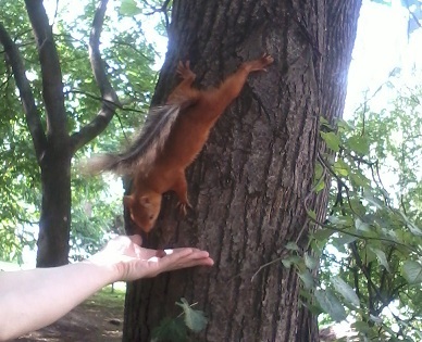 Mi a takarmány mókusok a parkban