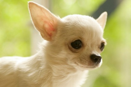 Chihuahua leírása és jellemzői, hogyan élnek, mit kell etetni, hogy hogyan néz ki, az előnyöket és