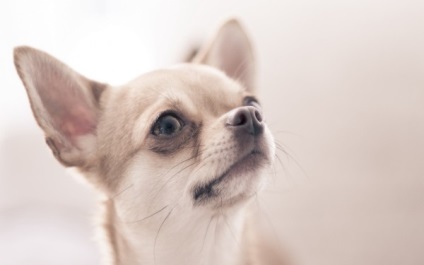 Chihuahua kutyafajta leírás, hány évig él, amit a takarmány