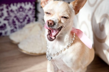 Chihuahua kutyafajta leírás, hány évig él, amit a takarmány