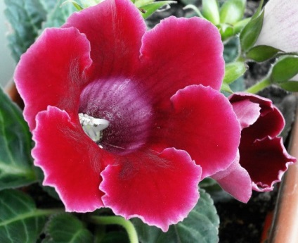 Virág csuporka titkait ellátás és termesztése az otthoni