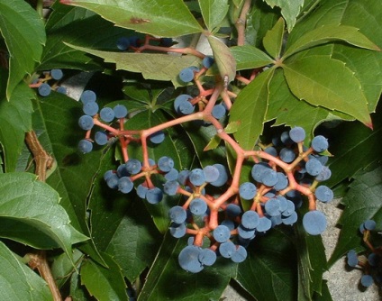 Maiden szőlő ültetése és gondozása (fotó), válassza beszállás