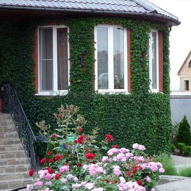 A design a ház homlokzata - különösen függőleges kert