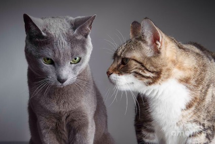 Két macska a házban, hogy a konfliktusok elkerüléséhez