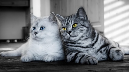 Két macska a házban, hogy a konfliktusok elkerüléséhez
