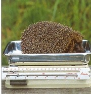 Hedgehog - egy nagy segítő az oldalon, a blog amatőr gyep