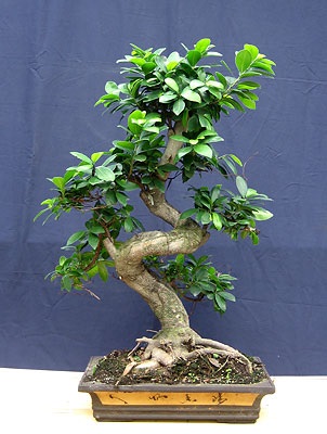 Ficus retusa (Ficus retusa)