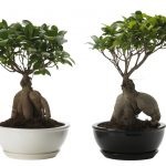 Ficus retusa otthoni gondozást és fényképek, hol vásárolnak, és az ár, és az amerikai Bonsai