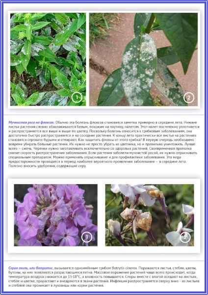 Phlox ültetés tavasszal és ősszel gondozása és tippek a transzplantációs phlox