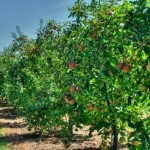 Orchard (35 fotó) video utasítást növekvő saját kezét, ültetés jellemzői
