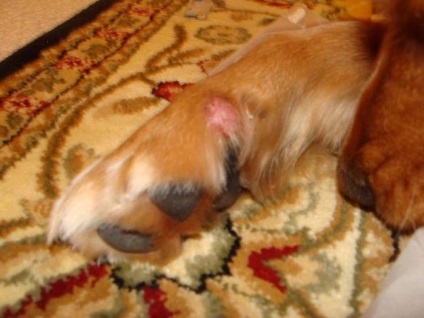 Hisztiocitoma kutyák tünetei, diagnózisa, kezelése