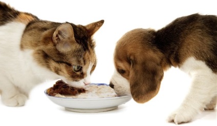 Késztakarmány vagy természetes ételek, mint a takarmány a kutya és macska - blog - én vadállatok