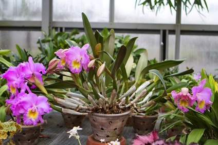 Talaj orchideák - az összetétele a szubsztrát, a használata fenyőkéreg és tőzegmoha, videó