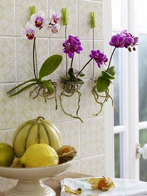 Talaj orchideák - az összetétele a szubsztrát, a használata fenyőkéreg és tőzegmoha, videó