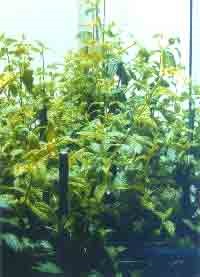 Intenzív svetokultury növények - alternatív életfenntartó rendszer, fgbnu fnats