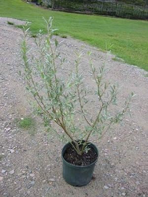 Salix purpurea Nana kerttervezés fotók, ültetés, gondozás