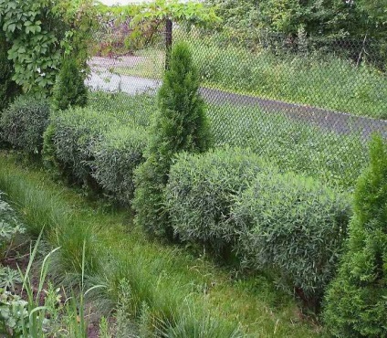 Salix purpurea Nana kerttervezés fotók, ültetés, gondozás
