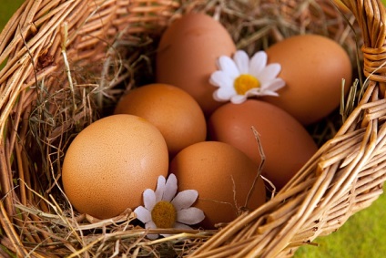 Mi a fajta tyúk tojás termelési