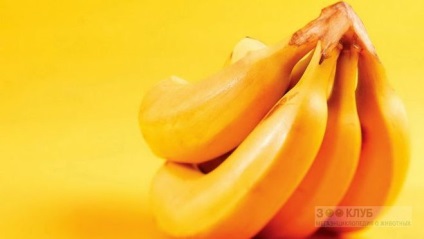 Hogyan tartsuk hosszabb banán 1