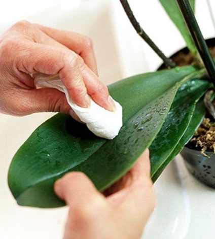 Hogyan lehet megszabadulni a mealybugs az orchidea - tippek és trükkök