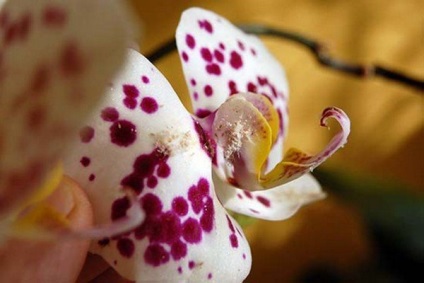 Hogyan lehet megszabadulni a mealybugs az orchidea - tippek és trükkök