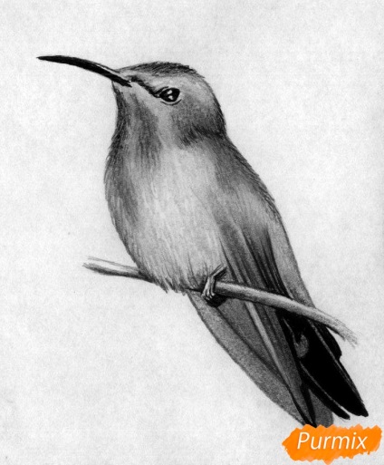 Hogyan kell felhívni a madár kolibri ceruza toll szakaszokban