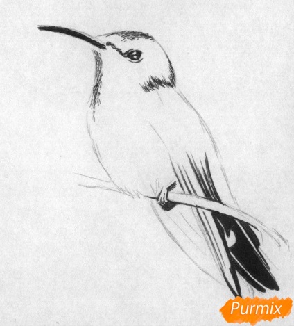 Hogyan kell felhívni a madár kolibri ceruza toll szakaszokban