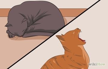 Hogyan ne adjanak a macska menekülni, amikor a mozgó