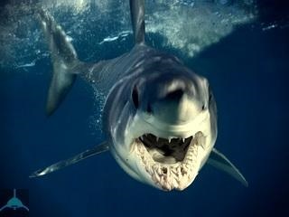 Hogyan vadásznak cápák módon rögzítse az áldozatok és trükkök ragadozók