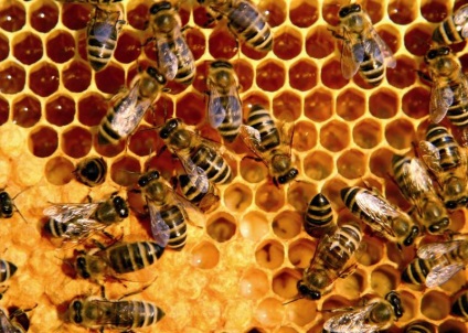 Hogy a méhek a méz kirepül a kaptárból gyűjtött