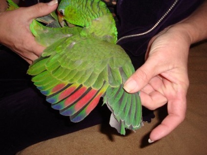 Hogyan clip szárnyai egy papagáj