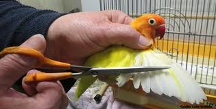 Hogyan clip szárnyai egy papagáj