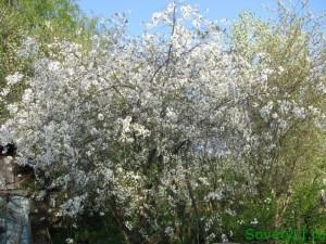 Milyen a növény a gyümölcsösben (gyümölcs) Milyen a növény a gyümölcsösben