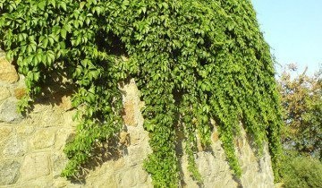 Hogyan növény, és tenyészteni leánykori szőlő földjén