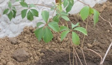 Hogyan növény, és tenyészteni leánykori szőlő földjén