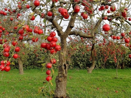 Milyen a növény egy almafa ősszel (walkthrough)