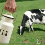 Hogyan lehet növelni a tejhozam a tehenek a téli és video tippek