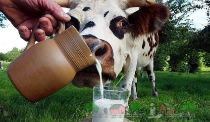 Hogyan lehet növelni a tejhozam a tehenek a téli és video tippek