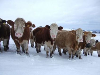 Hogyan lehet növelni a tejtermelést teheneknél a téli vendéglátás