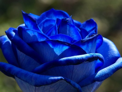 Hogyan alakult ki a kék rózsa, vámmentes virágok