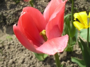 Hogyan újratelepítés tulipán, anyja puskát (tulipán) Hogyan újratelepítés tulipán, anyja puskát