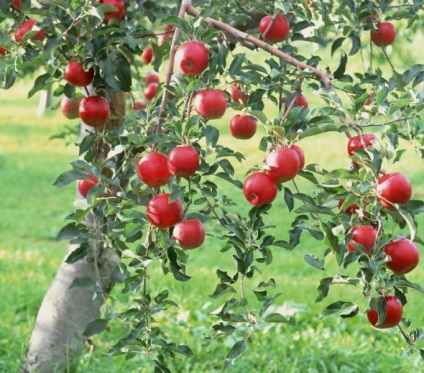Milyen a növény egy almafa az ősszel - milyen a növény egy almafa ősszel
