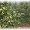 Milyen a növény egy almafa ősszel - hasznos tippek
