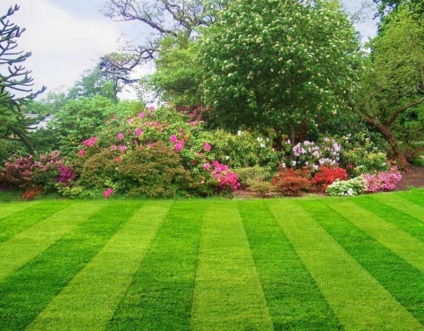 Як правильно вибрати траву для газону, щоб газон вийшов гарний і надійний