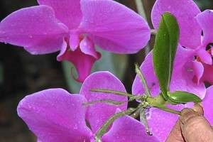 Hogyan növekszik a gyökerei az orchidea gyerekek