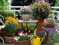 Hogyan szakítani a gyep a nyáron, a kertben a virágok (tanya)