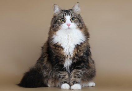 Hogyan törődik anthrax cat 1 (Fürdesse szibériai) Hogyan Care egy szibériai macska 1