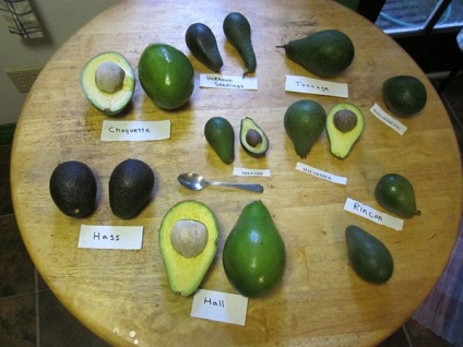Hogyan válasszuk ki egy érett avokádó érik otthon zöld gyümölcsök, hogyan kell tisztítani és tárolni,